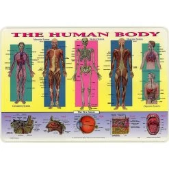 Painless Learning Placemat: Human Body