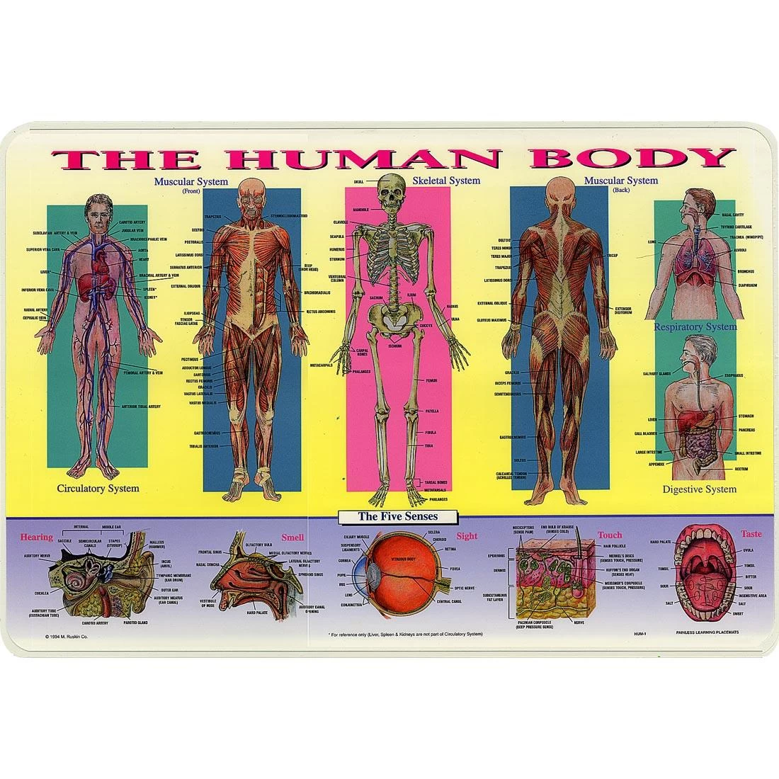 Painless Learning Placemat: Human Body 3 Painless Learning Placemat: Human Body