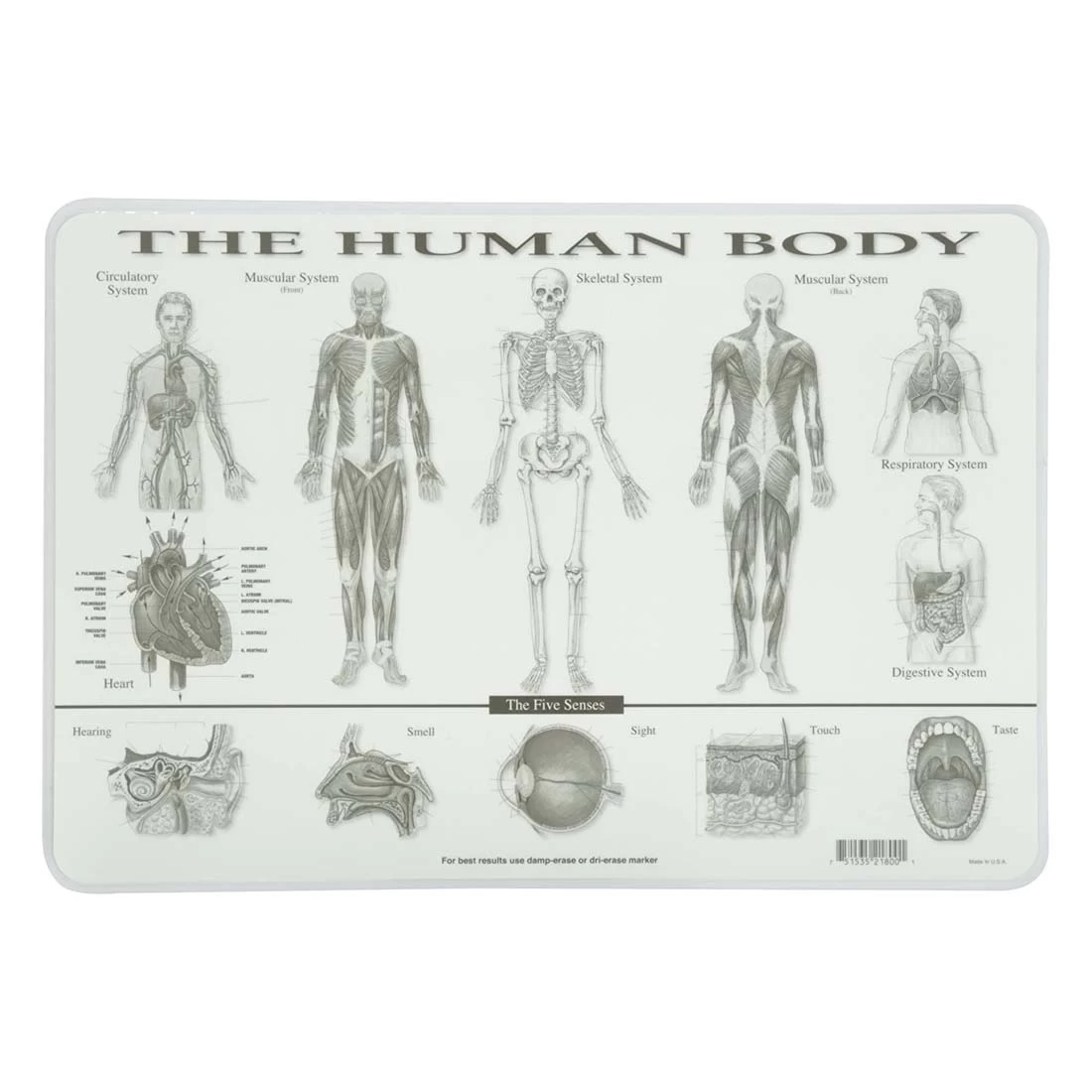 Painless Learning Placemat: Human Body 4 Painless Learning Placemat: Human Body - Image 2